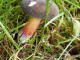 paddenstoelen 2 002